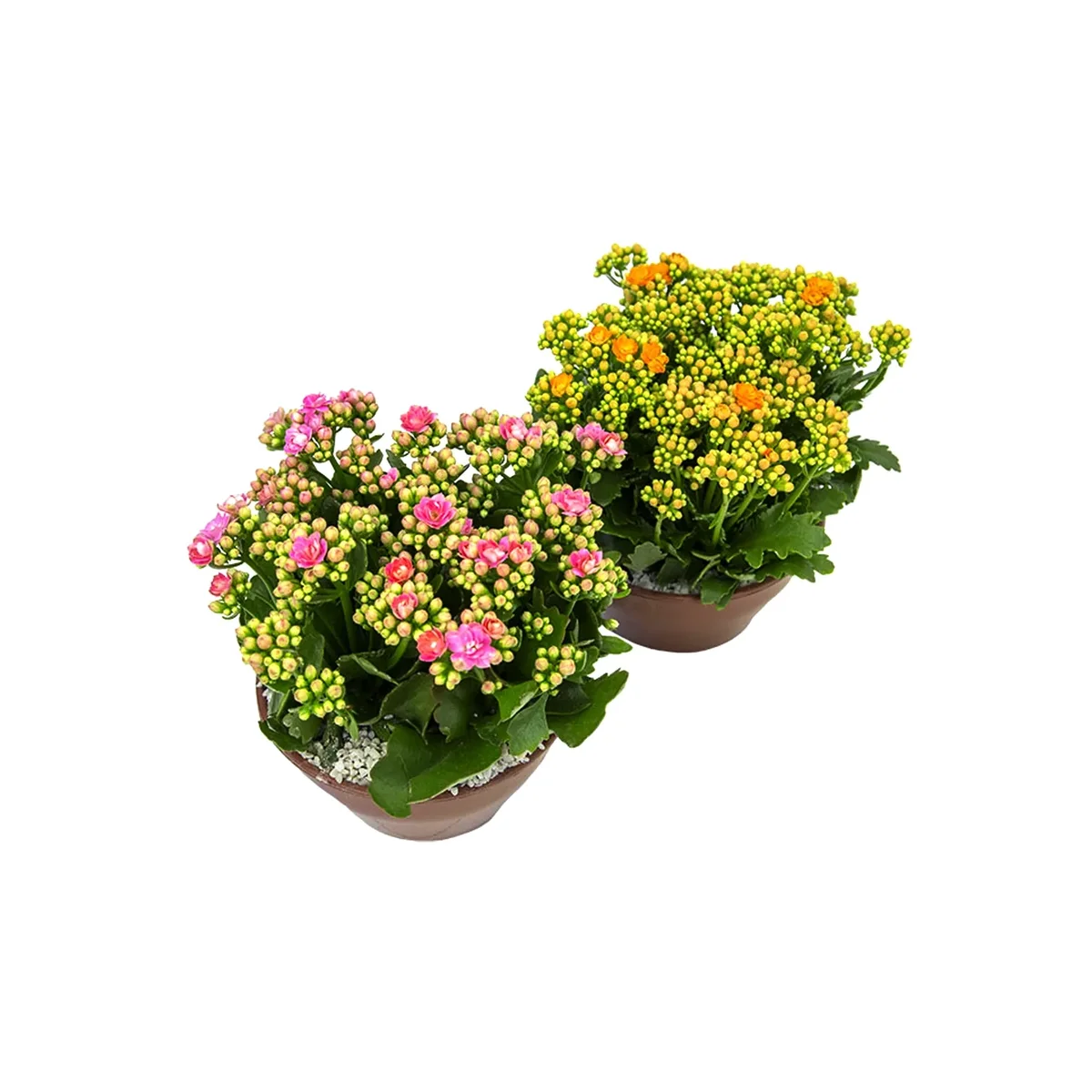 Kalanchoe - Mudas De Flores Diversas