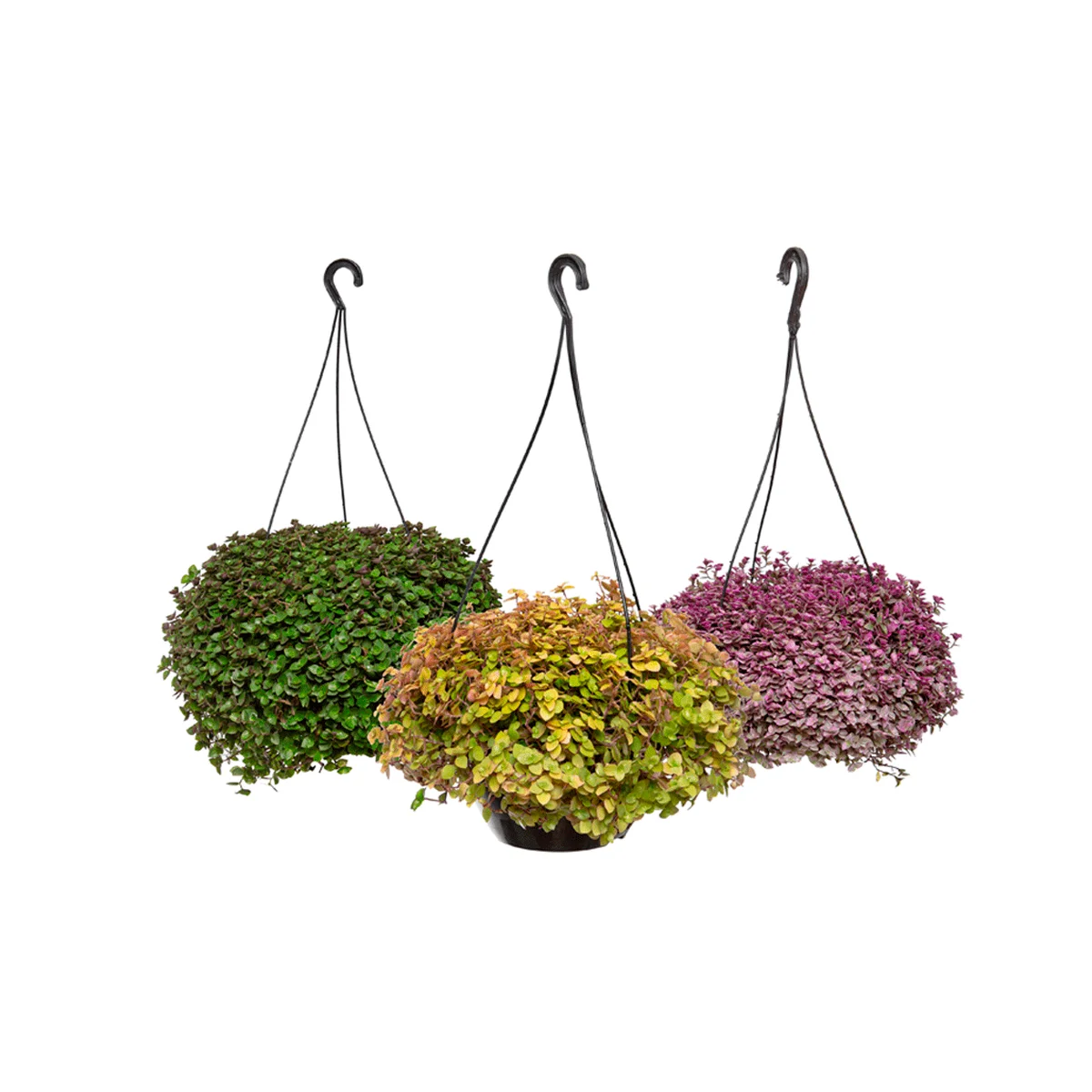 Mudas De Flores Em Cuia Dinheiro Em Penca (c21)