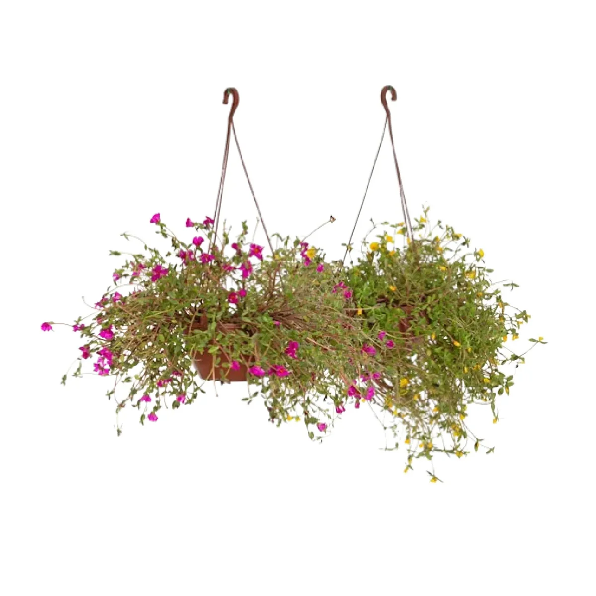Mudas De Flores Diversas Onze Horas