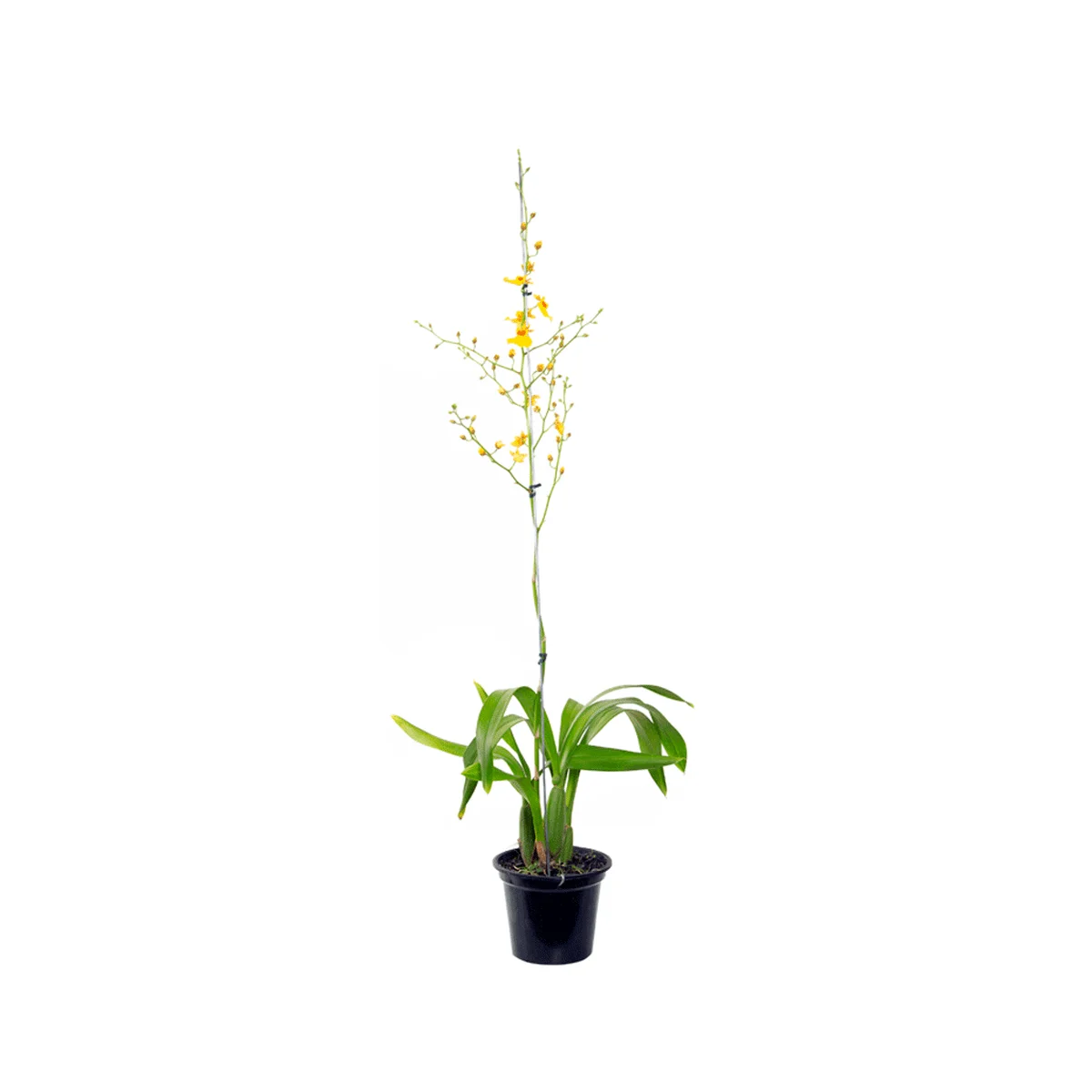 Mudas De Flores Em Vaso Orquidea Chuva De Ouro
