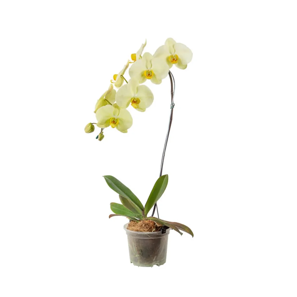 Mudas De Flores Em Vaso Orquidea Phalaenopsis (pt15)