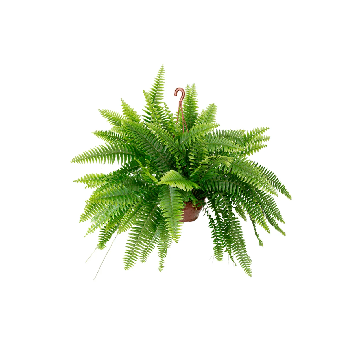 Mudas Ornamentais Diversas (samambaia)