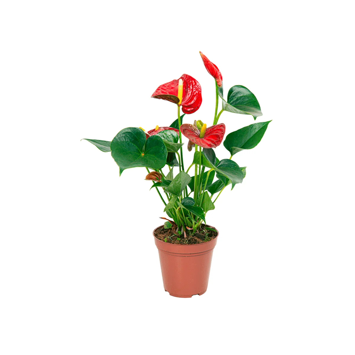 Mudas De Flores Em Vaso Anturio (pt12)