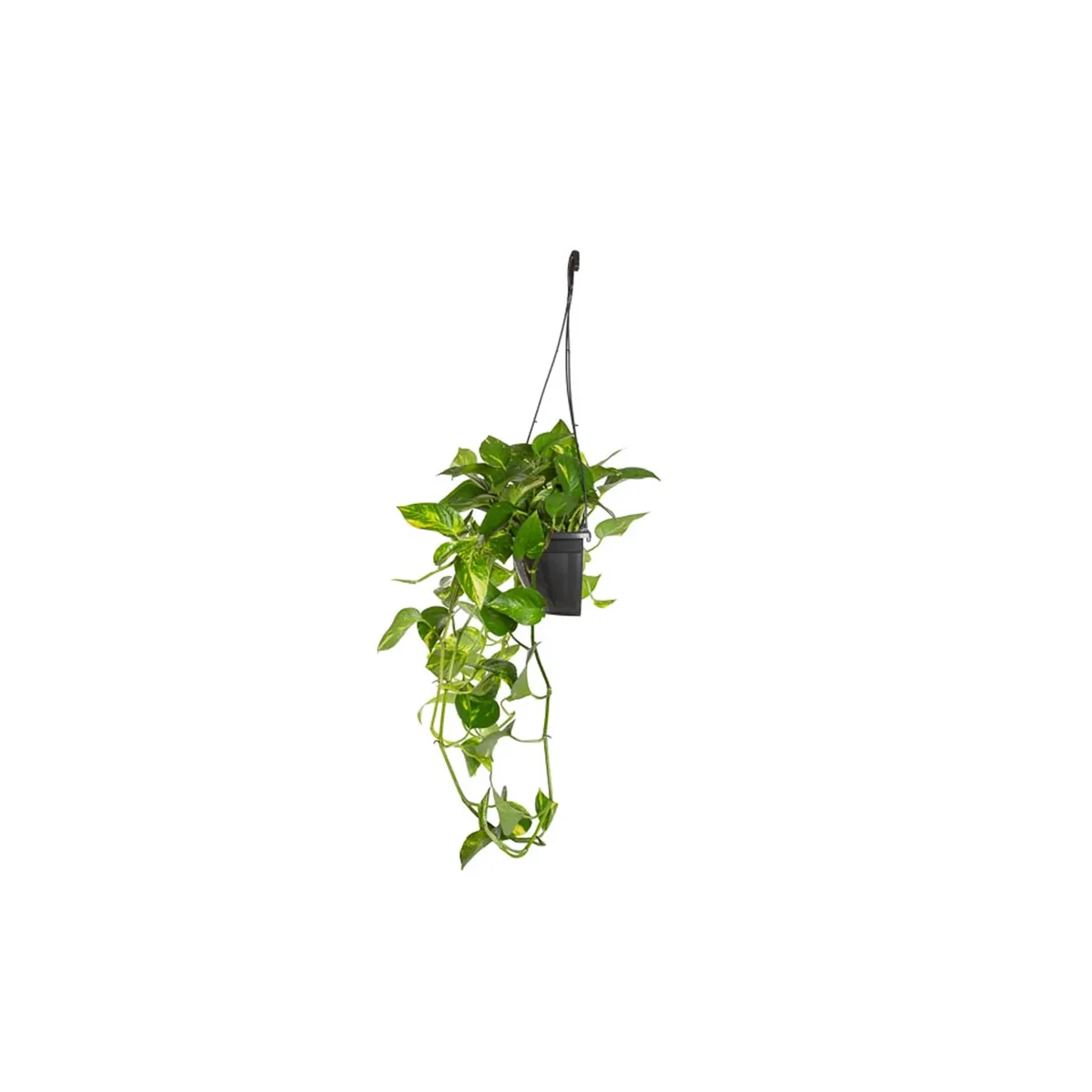 Mudas De Flores Em Cuia Jiboia Verde Pendente (c13)
