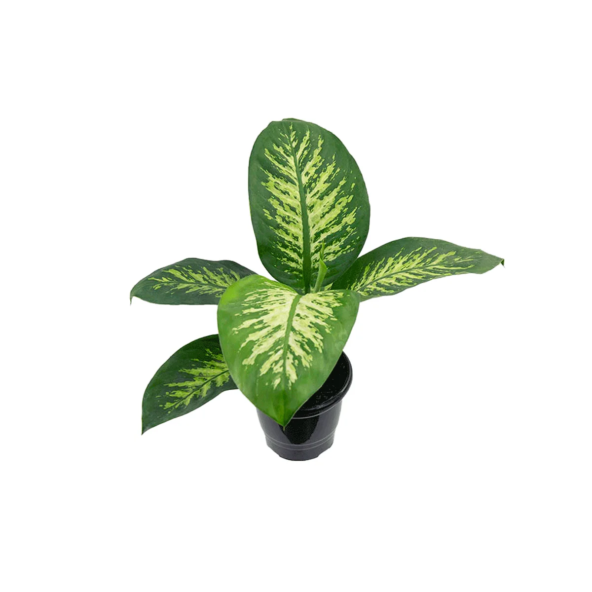 Mudas De Flores Em Vaso Comigo Ninguem Pode Dieffenbachia Tr