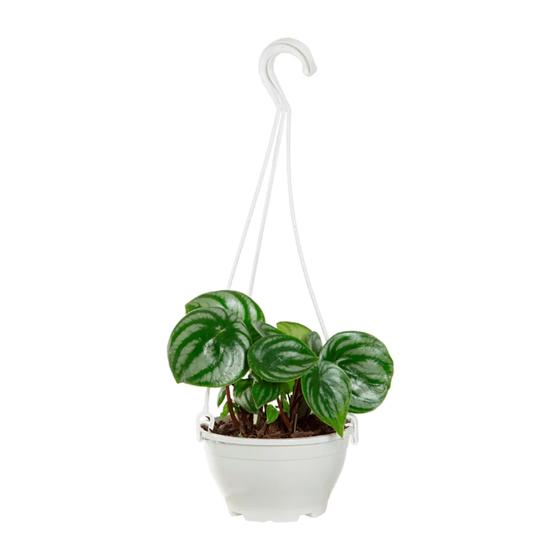 Peperomia Melancia (c13) Mudas De Folhagens Em Cuia