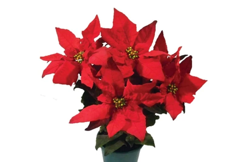 Mudas De Flores Em Vaso Poinsetia Vermelha (pt14)