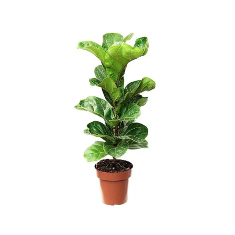 Mudas De Flores Em Vaso Ficus Lyrata Bambino (pt15)