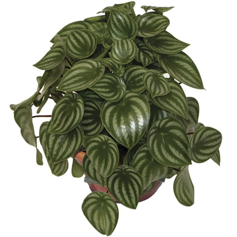 Peperomia Melancia (c21) Mudas De Folhagens Em Cuia