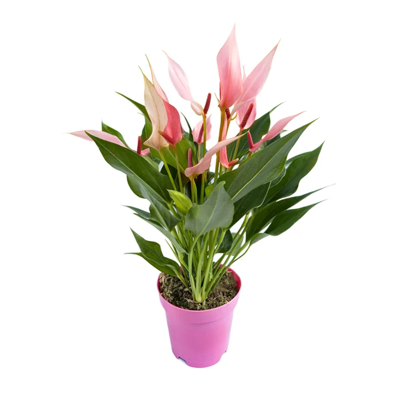 Mudas De Flores Em Vaso Anturio Lilli (pt09)