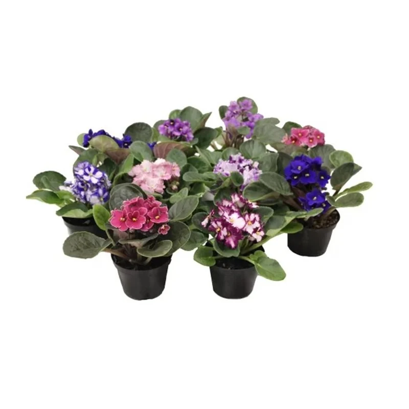 Violeta Dobrada (pt11) Mudas De Flores Em Vaso
