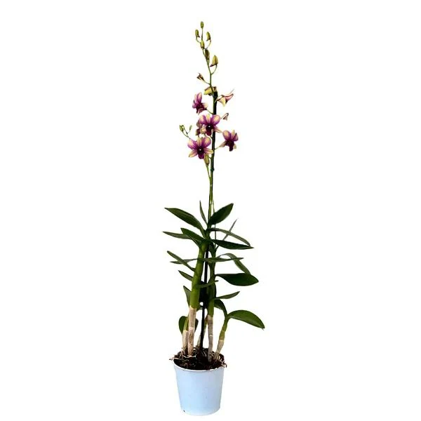 Mudas De Flores Em Vaso Orquidea Denphal (pt13)