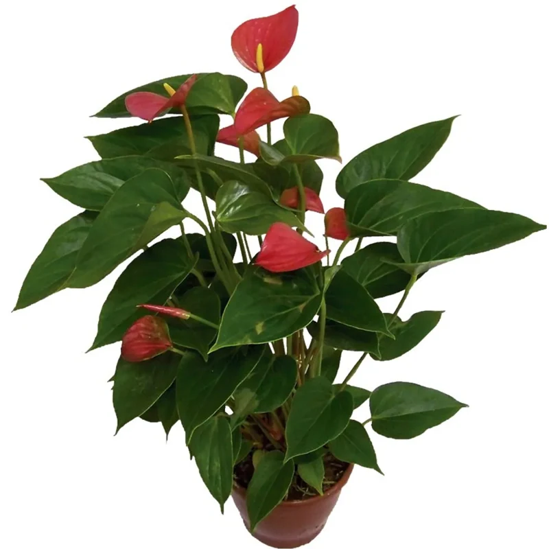Mudas De Flores Em Vaso Anturio (pt15)