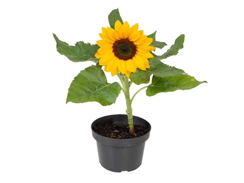 Girassol Anao (pt11) Mudas De Flores Em Vaso
