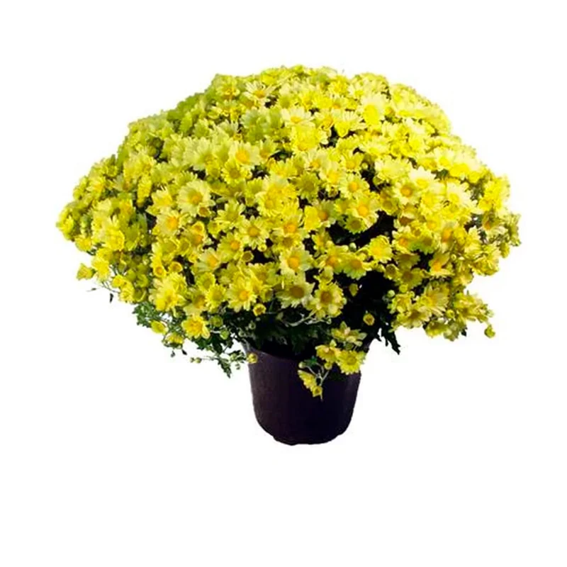 Mudas De Flores Em Vaso Crisantemo Bola Belga (pt20)