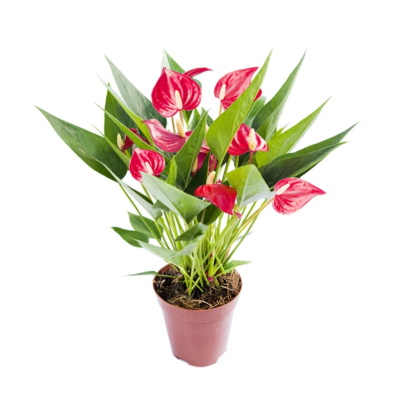Mudas De Flores Em Vaso Anturio Milion (pt09)