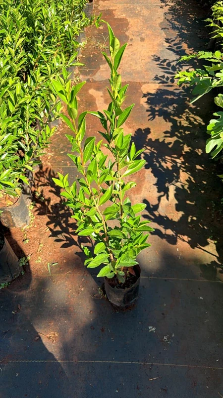 Mudas Frutiferas Diversas (cereja Do Rio Grande)